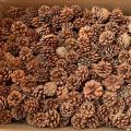 Natural Dried Pine Cone/Pinecone/Nenas Batu/松果/Batu Nenas. 