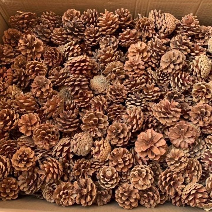 Natural%20Dried%20Pine%20Cone/Pinecone/Nenas%20Batu/%E6%9D%BE%E6%9E%9C/Batu%20Nenas%20-%20Image%203