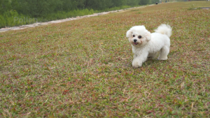 HICC PET  Eye Drops 150ML Eye Drops for Dogs and Cats Vet-Recommended Dog Eye Infection Treatment to Soothe Infection Allergy Relieve Dry Eyes Pink Eyes Pet Tear Stain Cleaner