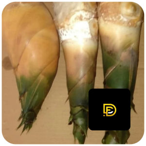 Rebung bambu kuning segar 500 gram fresh-az