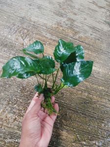 Anubias barteri var barteri( tanaman aquascape tanpa co2)