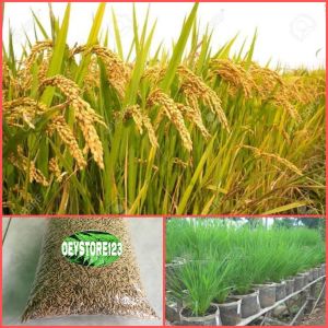Bibit padi gogo \Benih padi impago terbaik\ Tahan wereng dan hama paket 2 kg