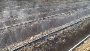 Selang Infus atau Drip Irigasi tetes tebal 200 mikron panjang 100meter