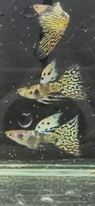 Yellow Tiger King Cobra Guppy Aquarium Fish