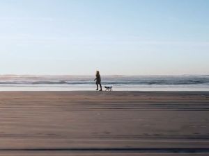 Monge B-Wild All Breed Adult Grain Free Duck and Potatoes Recipe อาหารสุนัขโต สูตรเป็ดและมันฝรั่ง 12 กก.เกรนฟรี