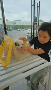 【24H ship】Summer breathable outdoor pet bag small dog outdoor bag handbag shoulder bag mesh bag dog bag．