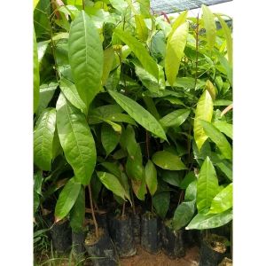 ต้นลูกประหรือลูกกระเป็นอาหารของภาคใต้ไม้หายากต้นคล้ายกับต้นยางพารา