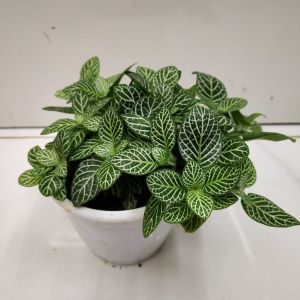Tanaman Hias Fittonia Import Daun Fitonia Mini