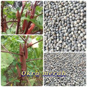 benih biji okra merah paket (1000 butir)