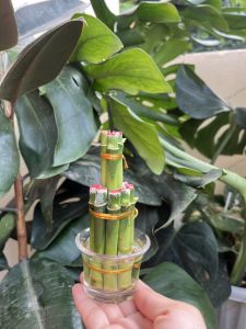 🎋ไม้มงคล ซื้อคู่หรือเซตถูกกว่า🎋 ต้นไม้เลี้ยงง่ายประดับบ้าน โต๊ะทำงาน เสริมฮวงจุ้ย 🌟ต้นสมบูรณ์ เลี้ยงง่าย ฟอกอากาศได้