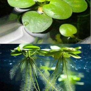 Amazon Frogbit Hiasan Aquarium atau Kolam Ikan || Harga Paket per Plastik isi 10 pcs up