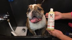 Warren London Oatmeal Dog Shampoo | For Sensitive Skin Anti-Itch Hydrating & Gentle Pet Cleanser
