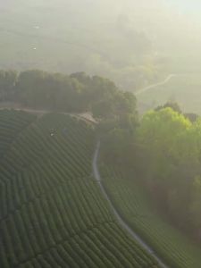 XI HU BRAND | Mingqian Special Grade Old Tea Trees Dragon Well Green Tea