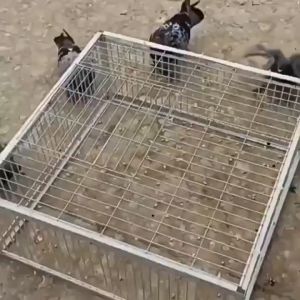 Comprehensive Guide to Cage Bird Housing & Breeding Cages