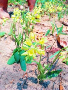 ว่านจูงนางดอกสีเหลือง ชุด 1 ต้น