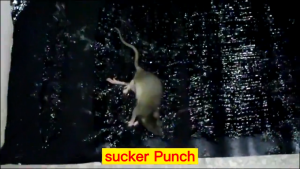 Top Selling Sticky Trap Strong Glue Board | Rat Rodent Catcher Pest Control Non Toxic Safe For Home Kitchen Office Warehouse Easy Use Disposable Mouse Glue Trap Boards Insects Cockroach Bug Catcher Humane Effective Indoor Outdoor Pest Solution