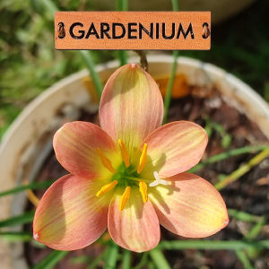 Umbi Bunga Rain Lily Eastern Pearl - Rainlily Zephyranthes Hybrid