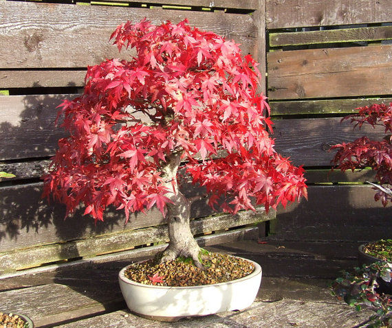 Red maple Scarlet maple Acer rubrum Bonsai Tree Shrub | Lazada.co.th