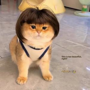 Pet Cat Wig Bobhaircut Straight Bangs Gold Three Cabinets Same Style Headgear Dog TikTok Red Hair Decorative Gold Gradually Layer