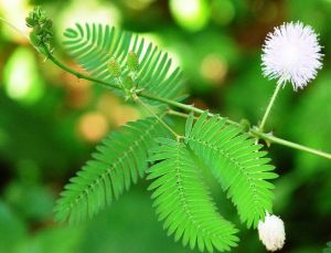 putri malu daun putri malu obat herbal tradisional  250 grm