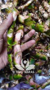 Rimpang Jeringau 50gr / Dringu / Dlingo Hijau Segar - Obat Sawan Bayi