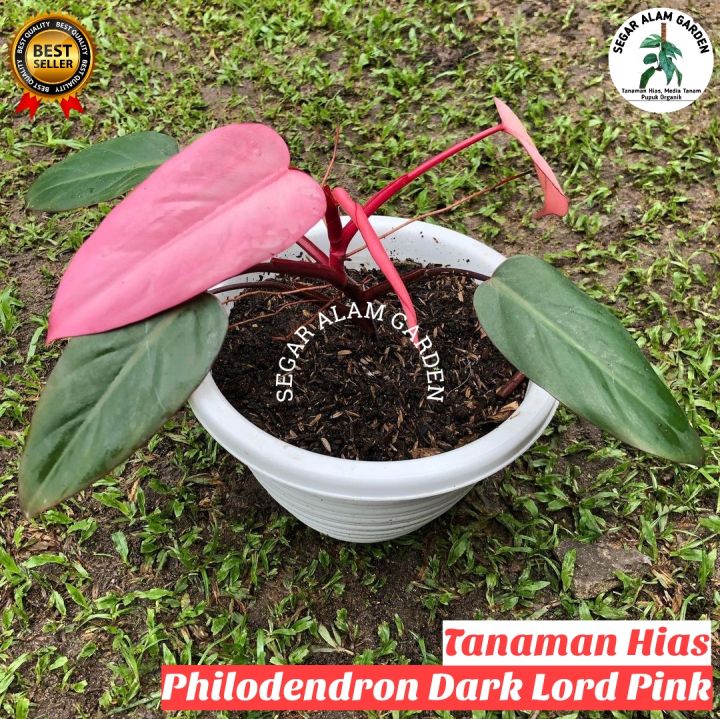 plant buddleia Pink Micro Chip Butterfly Bush, Buddleia main image 1