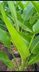 Bibit Pisang Kipas Juz Kw Asli Murah