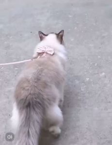 Cute Elegant Harness Chest Strapped Leash Collar Pet Cat & Dog | Harness Dada Haiwan Kucing Tali Kolar Comel