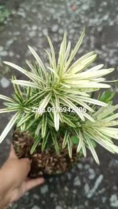 CÂY TÙNG CẨM THẠCH ĐỘT BIẾN NGỌC Ý NHIỀU VAR - CÂY GHÉP