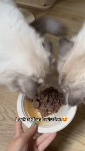 Instinct® Original Kitten Grain-Free Pate Real Chicken Recipe Canned Cat Food