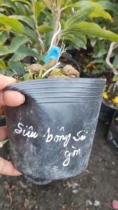 Cây mai Siêu bông Sài Gòn (hoa to cánh hoa từ 12 đến 18 cánh)