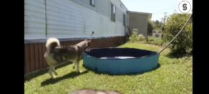 Sg Seller*Kids Pet Foldable Swimming Pool Dogs Cats Bathing Tub Portable Bathtub Collapsible Water Pond Pool & Kiddie Pools for Kids Pet Spa Whelping Box Kiddies Pets to Swim and Bath in Outdoor