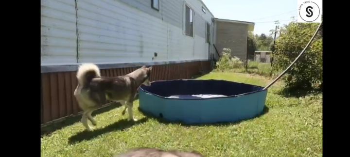 *SG seller* Kids Pet Foldable Swimming Pool Dogs Cats Bathing Tub Portable Bathtub Collapsible Water Pond Pool & Kiddie Pools for Kids Pet Spa Whelping Box Kiddies Pets to Swim and Bath in Outdoor