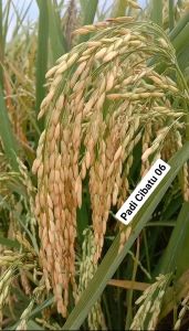 BENIH PADI CIBATU 06 SUPER UNGGUL BERKUALITAS ORIGINAL 1kg