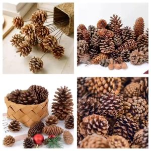 Quả thông khô tự nhiên . Quả thông khô phụ kiện trang trí làm đồ handmade decor chụp ảnh ... Combo 5 quả ( có nhiều size )