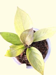 Jemnanii Gold Cardboad Small