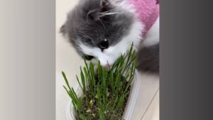 Bộ Trồng Cỏ Tươi Cho Mèo Cat Green Cat s Amitavet CTT005