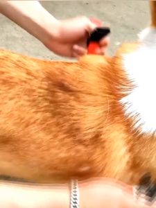 Bộ dây dắt Chó có phản quang kèm yếm ngực bằng chất liệu vải nylon - Love Pets Shop