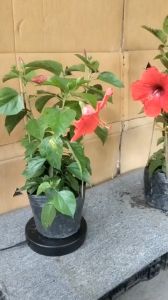 Cây Hoa Dâm Bụt đỏ size 45 đến 65cm trang trí sân vườn nhà cửa văn phòng.