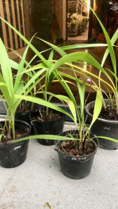 Cây Lan Chu Đinh Đỏ Đốm – Địa Lan Lá Cau Trang Trí Hoa Đẹp Dễ Trồng Bền Lâu - MAI HUY SINCE 2008