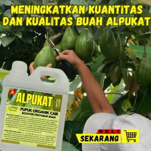 Pupuk Alpukat Cepat Berbuah Pupuk Pelebat Buah Alpukat  Pupuk Penyubur Pohon Alpukat Booster Alpukat
