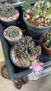 ดินปลูกแคคตัส Porous 🌵กระบองเพชร🌵 ไม้อวบน้ำ (สามารถใช้ไค่าส่งด้ตั้งแต่เพาะเมล็ด) 💸มีโค๊ดช่วยค่าส่ง