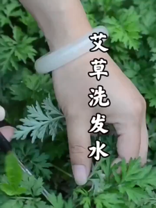 SG Stock｜Mugwort Anti-Itch Anti-Dandruff Anti-Mite Shampoo Itchy Scalp Follicle Anti Hair Loss Wormwood Shampoo 500ml