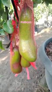 Bibit Buah Alpukat Kelud Okulasi Cepat Berbuah