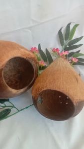 Glodok burung lovebird murah - tempat bertelur burung batok kelapa