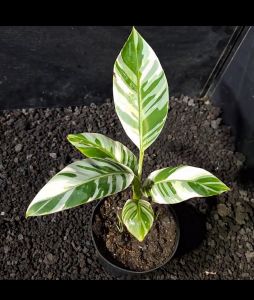 Musa Florida Variegated Banana Plants Smallชุด1ต้น