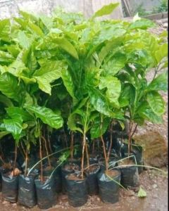 Paket kumplit 100 batang bibit kopi berbagai jenis.