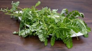 Daun meniran segar berkualitas  200gram