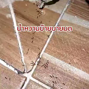 💥หยดเดียวตายยกรัง💥เจลกำจัดมด แอนท์เบท ยาฆ่ามด 15 กรัม เจลฆ่ามด เจลล่อมด เจลหยอดมด แอนตี้แอนท์ ฆ่ามดทั่วไปหลายชนิด