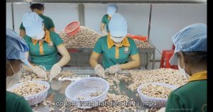 Hạt điều bóc vỏ Bà Tư hộp cao 150 g
